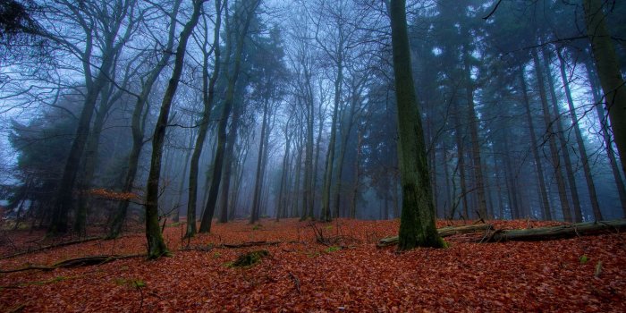 2560x1440 November In Forest ❤ 4K HD Desktop Wallpaper for • Wide & Ultra