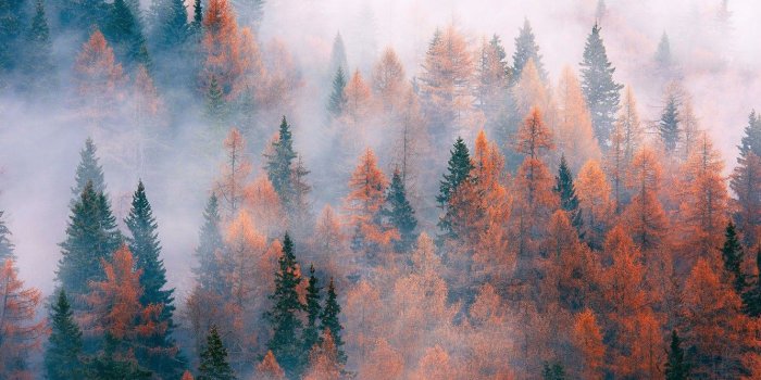 1332x850 Wallpaper autumn, forest, trees, nature, fog, November images for