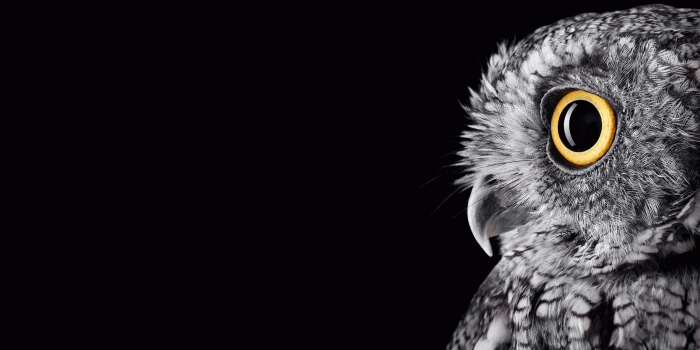 3000x2000 I formatted the Surface Studio Owl wallpaper for your Surface