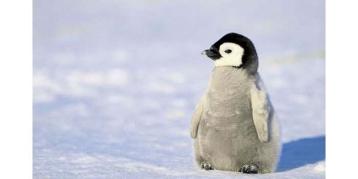 3840x2160 67+ Baby Penguin Wallpapers on WallpaperPlay