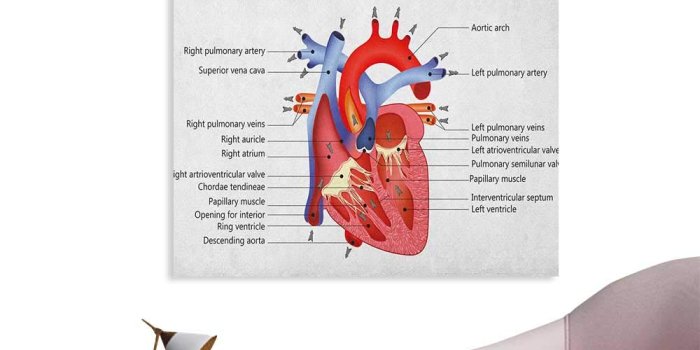 1000x1000 Amazon.com: Anzhutwelve Educational Photographic Wallpaper Medical