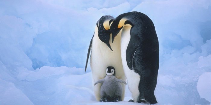 1920x1080 247 Penguin HD Wallpapers | Background Images