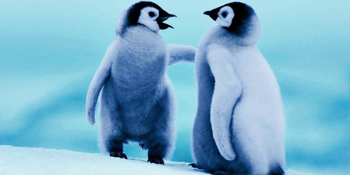 1920x1080 67+ Baby Penguin Wallpapers on WallpaperPlay