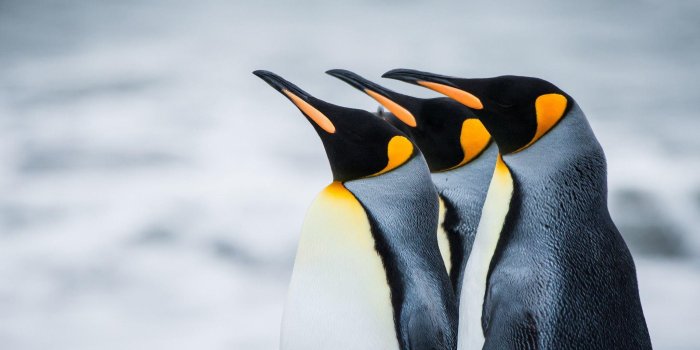 2048x1365 Penguin Wallpapers