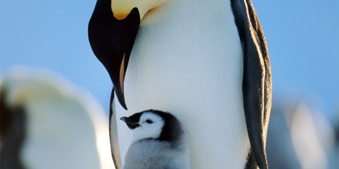 750x1334 Penguin Wallpapers Penguin Computer Pictures | Wallpapers