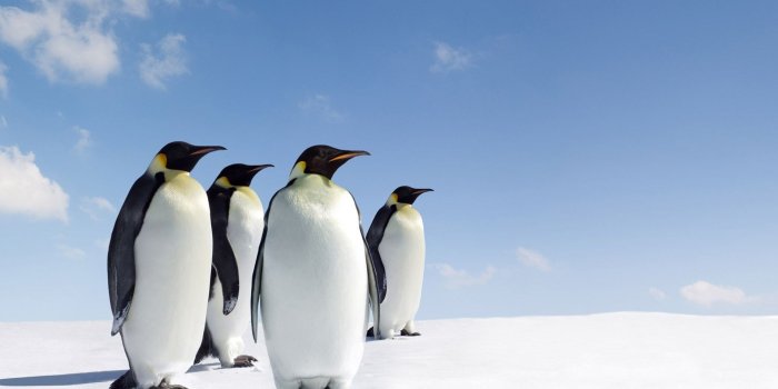 1920x1080 Penguin HD Wallpapers | 7wallpapers.net