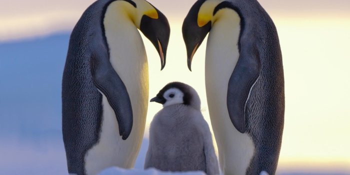 1920x1280 67+ Baby Penguin Wallpapers on WallpaperPlay