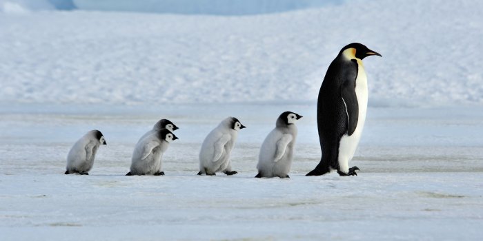 2122x1412 Penguin Wallpaper 23 - 2122 X 1412