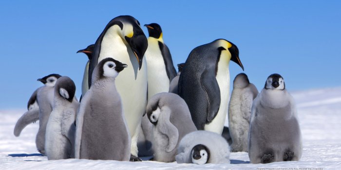 2560x1440 Cute Penguin Backgrounds (38+ images)