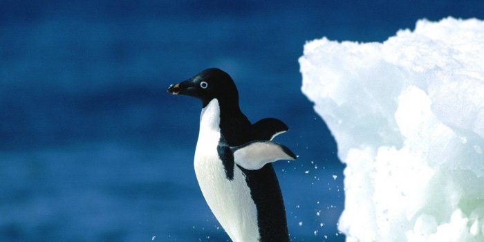 1280x1024 247 Penguin HD Wallpapers | Background Images