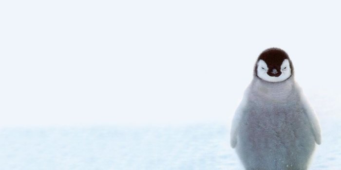 1024x768 Baby Penguin - Penguins Wallpaper (40120979) - Fanpop