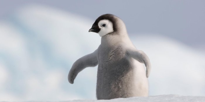 1920x1200 67+ Baby Penguin Wallpapers on WallpaperPlay