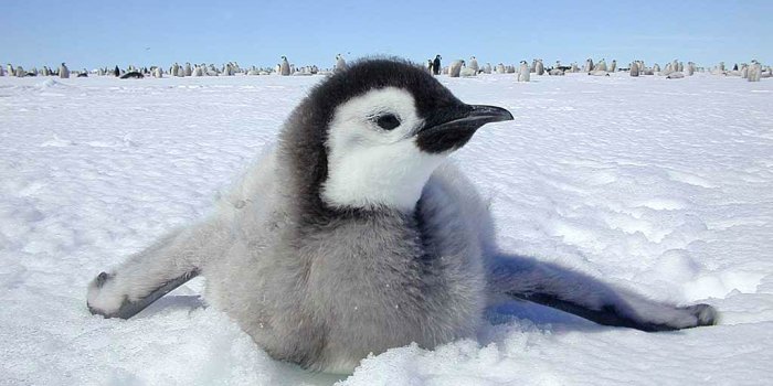 1024x768 Penguin wallpaper | 1024x768 | #40802