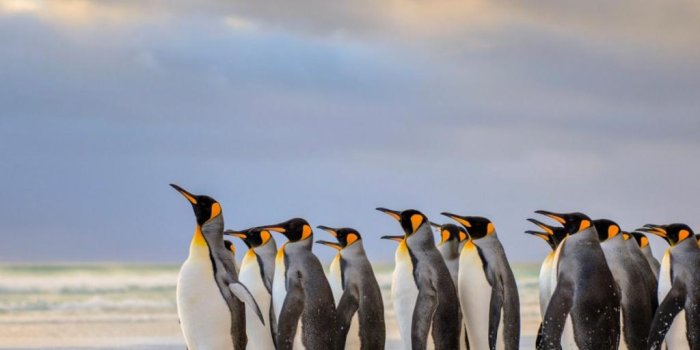 1024x1024 Emperor Penguin Wallpaper 23 - 1920 X 1200