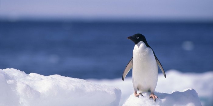2560x1715 67+ Baby Penguin Wallpapers on WallpaperPlay
