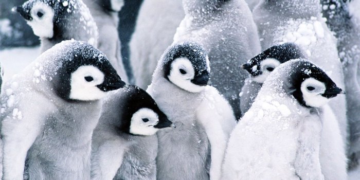 1600x1200 With Cute Baby Penguin Wallpaper Hd Baby Penguin Animal Wallpapers