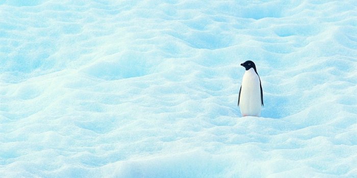 1366x768 Full HD 3D Penguin Wallpaper for Smartphone | oviyahdwallpaper