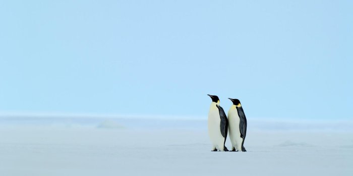 1920x1200 Penguin Wallpaper #6819430