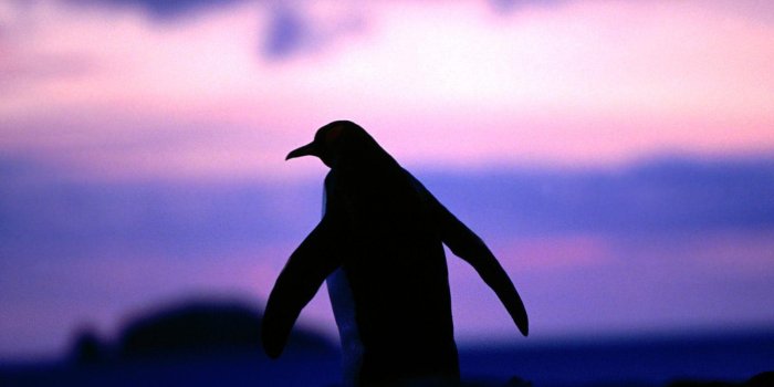 1600x1200 Penguin Wallpapers