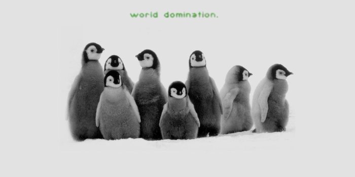 1600x1280 247 Penguin HD Wallpapers | Background Images