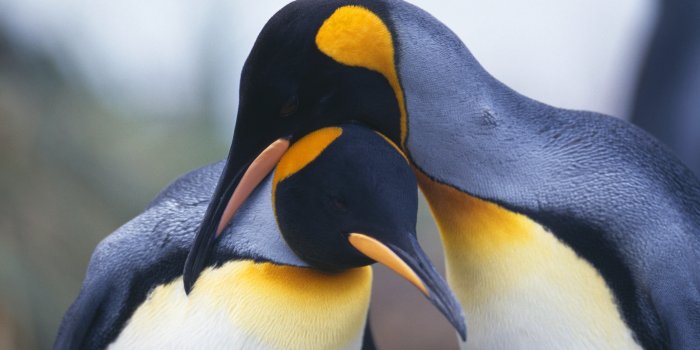 1920x1080 Emperor Penguin wallpapers 1920x1080 Full HD (1080p) desktop backgrounds