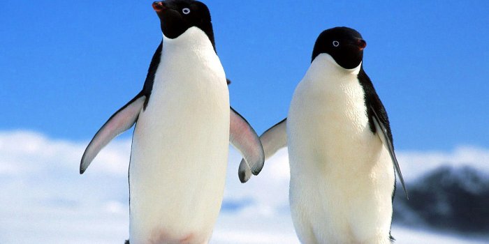 1600x1200 Loving Penguin Wallpaper | HD Animals and Birds Wallpapers for
