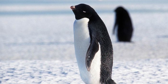 1024x768 Penguin Wallpaper - Animals Town