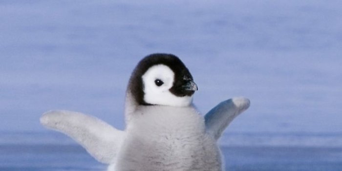 750x1334 Penguin Wallpaper iPhone | iPhoneWallpapers | Baby penguins