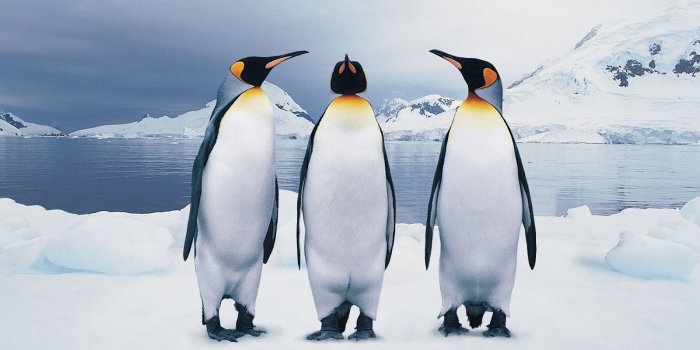1600x1000 King Penguins Wallpaper and Background Image | 1600x1000 | ID:727674