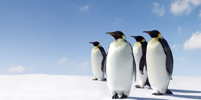 1920x1200 Emperor Penguin Wallpaper 3 - 1920 X 1200