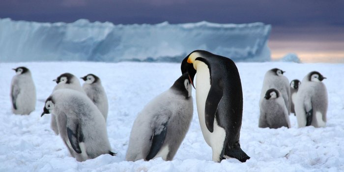 1920x1200 35+ Winter Penguin Wallpapers - Download at WallpaperBro