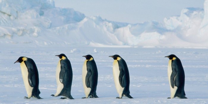 1440x900 Penguin Wallpaper 28152 - Baltana