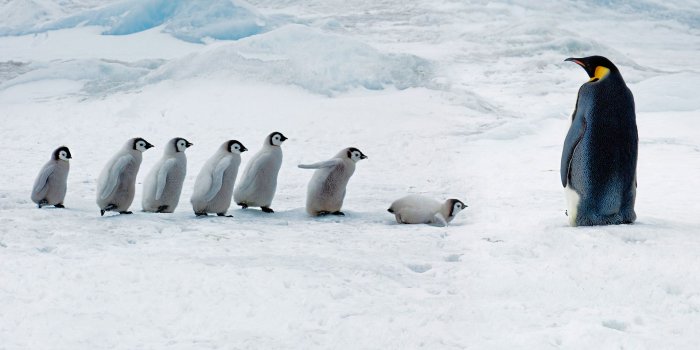 1920x1080 Penguin School – Bing Wallpaper Download