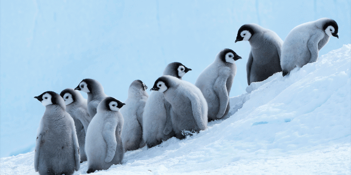 1920x1080 247 Penguin HD Wallpapers | Background Images