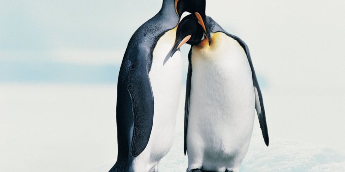 1920x1080 Penguin Wallpaper #6827301