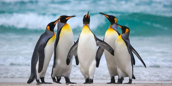 1920x1080 Penguin Wallpaper 4K (1024x600) | Wallperio.com™