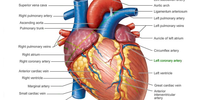 2560x1600 Pictures Of Human Heart Anatomy Anatomy Of The Human Heart 4k Ultra