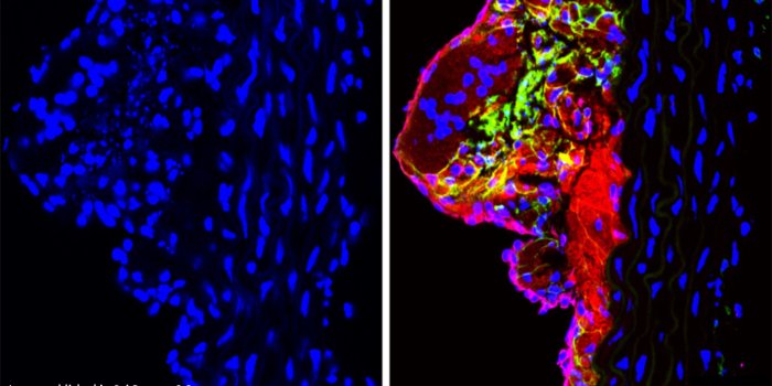 1600x900 Our Department | THI Molecular Cardiology