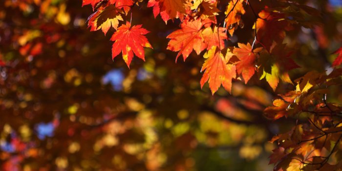 3840x2160 October in Japan ❤ 4K HD Desktop Wallpaper for 4K Ultra HD TV