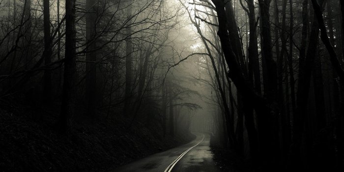 1920x1200 68+ Spooky Forest Wallpapers on WallpaperPlay