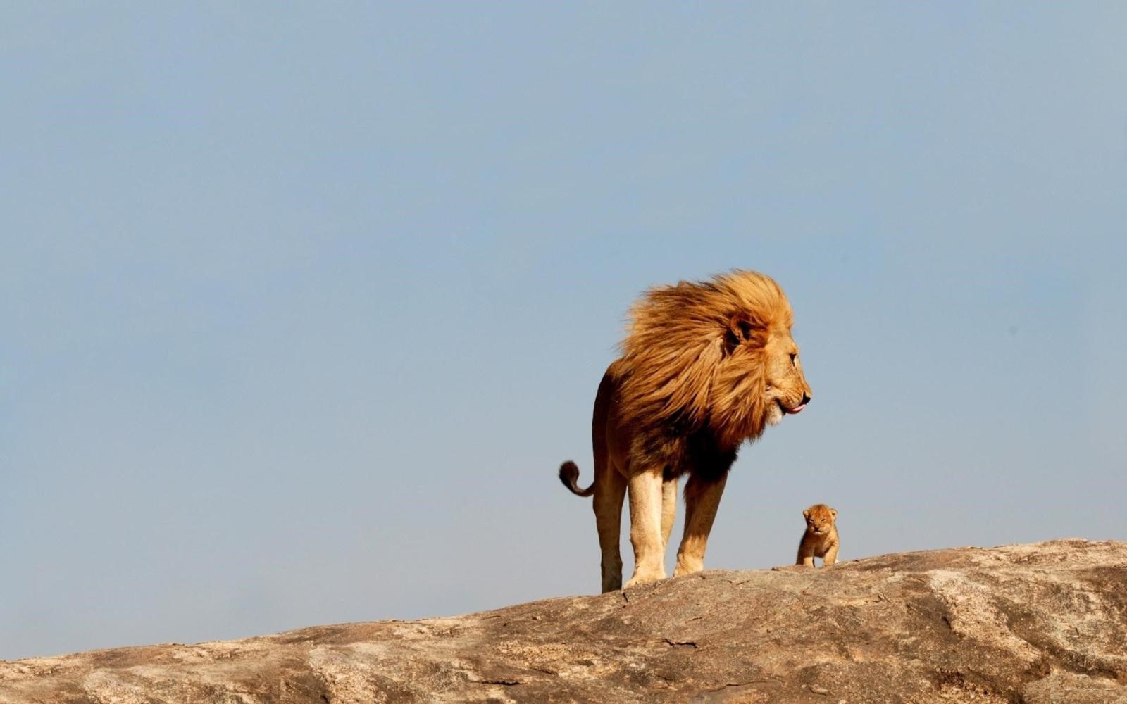 1920x1200 A Lion and Cub Standing Together Fearless Wallpaper | HD Wallpapers