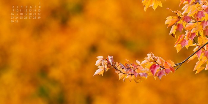 1680x1050 October 2011 Wallpaper | David Griffin Photography