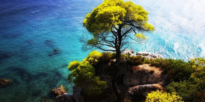 1680x1050 Wallpaper The blue sea side stands a tree on the cliff 1680x1050 HD
