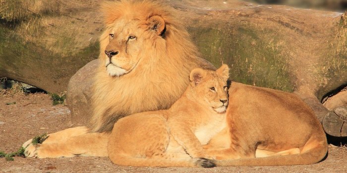 1332x850 Wallpaper look, stay, predator, Leo, father, mane, lions, lion, dad