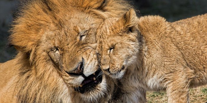 1332x850 Wallpaper love, Leo, cub, kitty, lions, lion, fatherhood images for