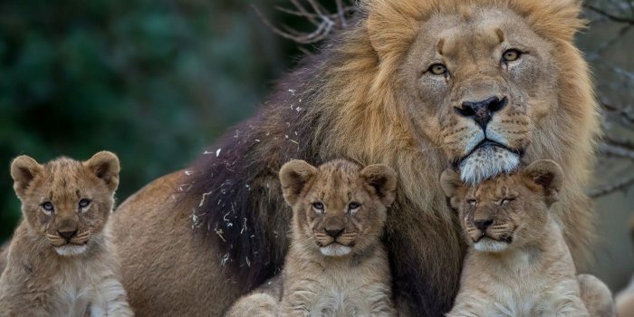 1332x850 Wallpaper Leo, mane, kittens, lions, the cubs, fatherhood, cubs