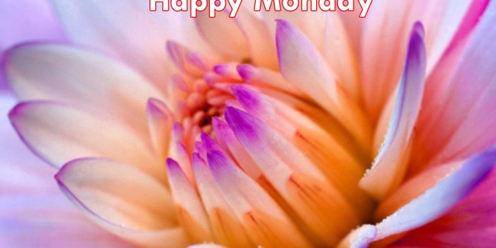 1600x1200 213+ Good Morning Happy Monday Wishes Quotes Images Download