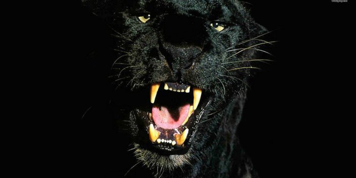 1920x1080 Black Puma HD Wallpaper | Background Image | 1920x1080 | ID:143010