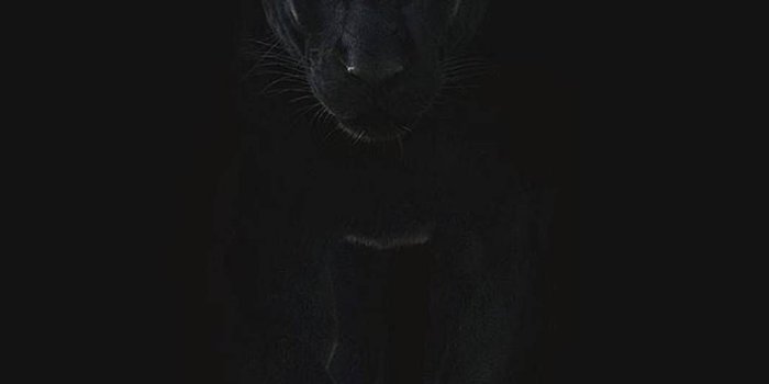 1067x1280 Black puma Wallpaper by PjB2708 - dc - Free on ZEDGE™