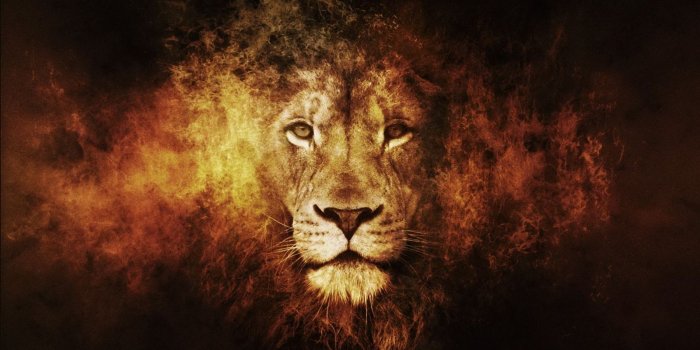 1600x900 Animal King Wallpaper - Wallpaper Stream